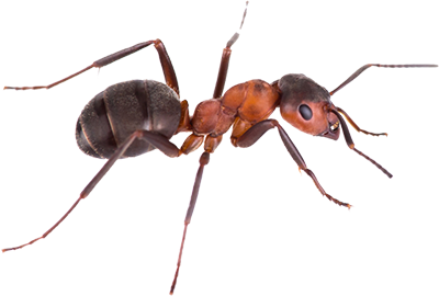 sugar ants pest control company