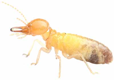 termites pest control services