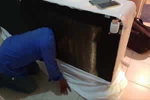 Dubai Bed Bug Inspection