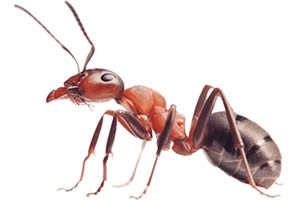 dubai ants pest control dubai