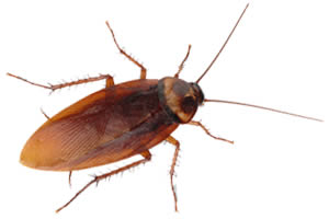 dubai cockroach gel pest control