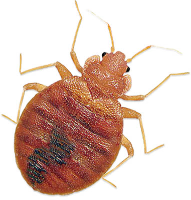 dubai bedbug pest control services